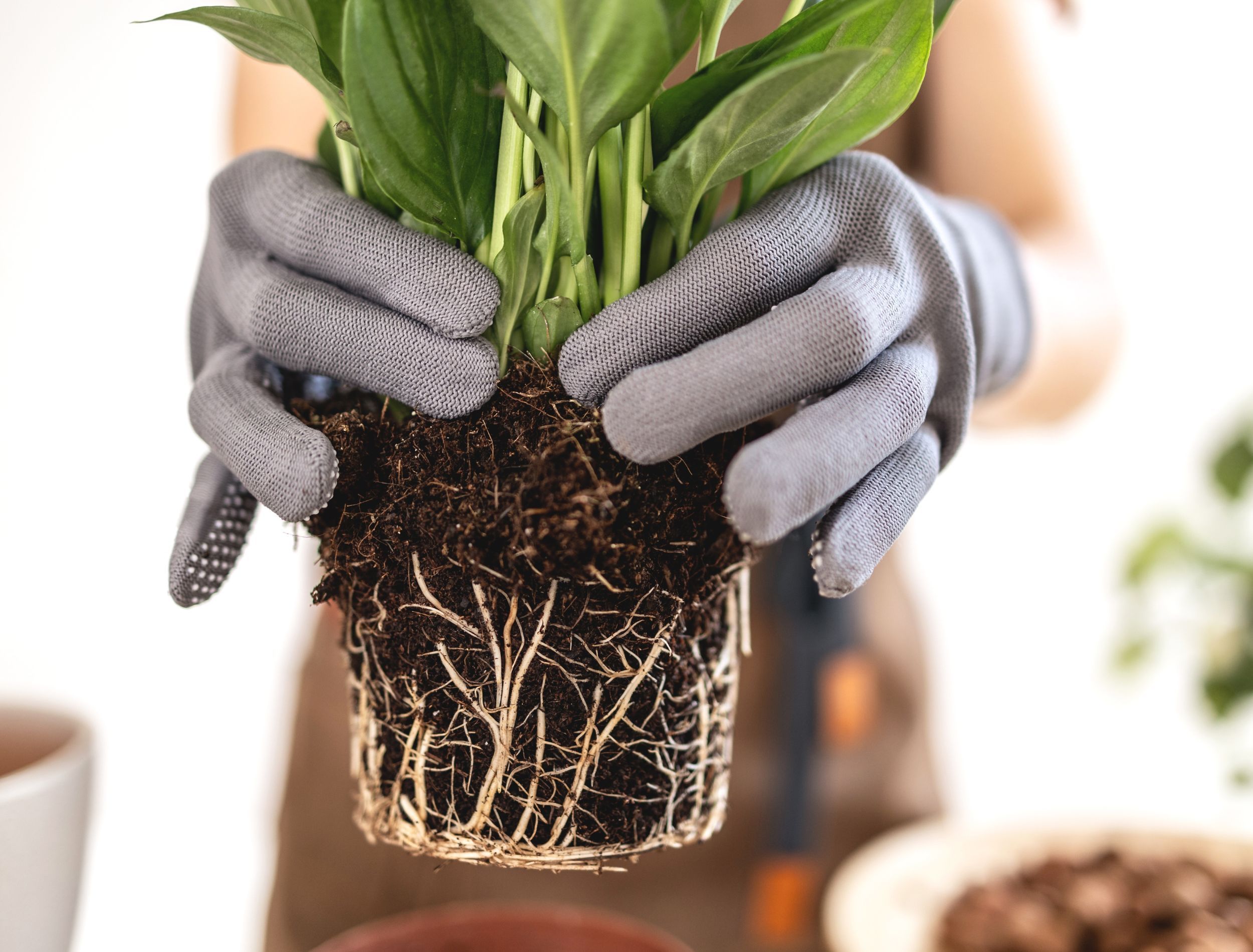 2 Fantastic Methods for Propagating Your Peace Lily