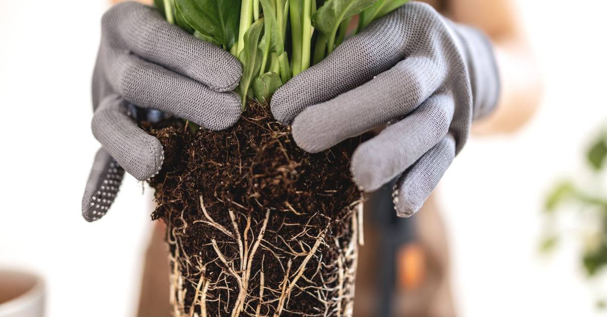 2 Fantastic Methods for Propagating Your Peace Lily