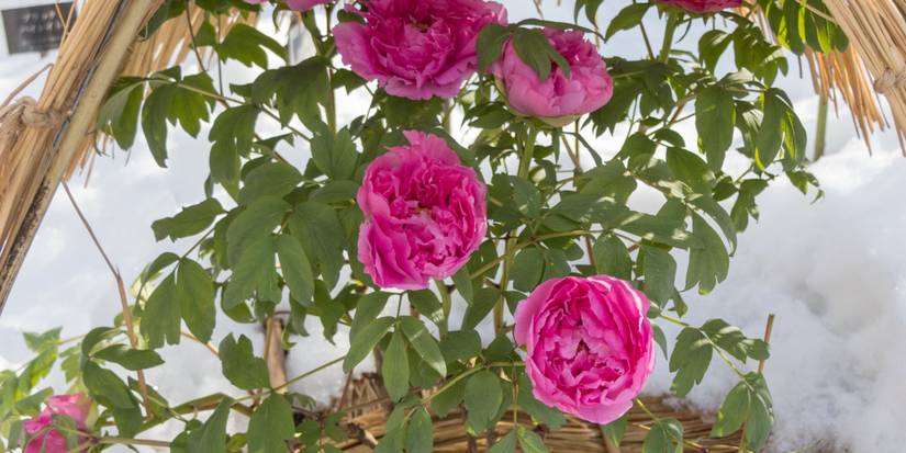 Peonies Sprouting in Winter: Rare Blooms That Break the Season Silence