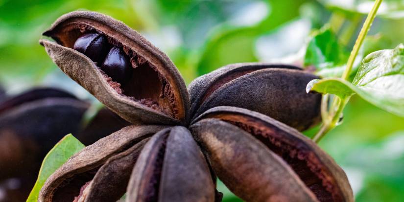 Steps for Saving and Storing Garden Seeds for Future Growth
