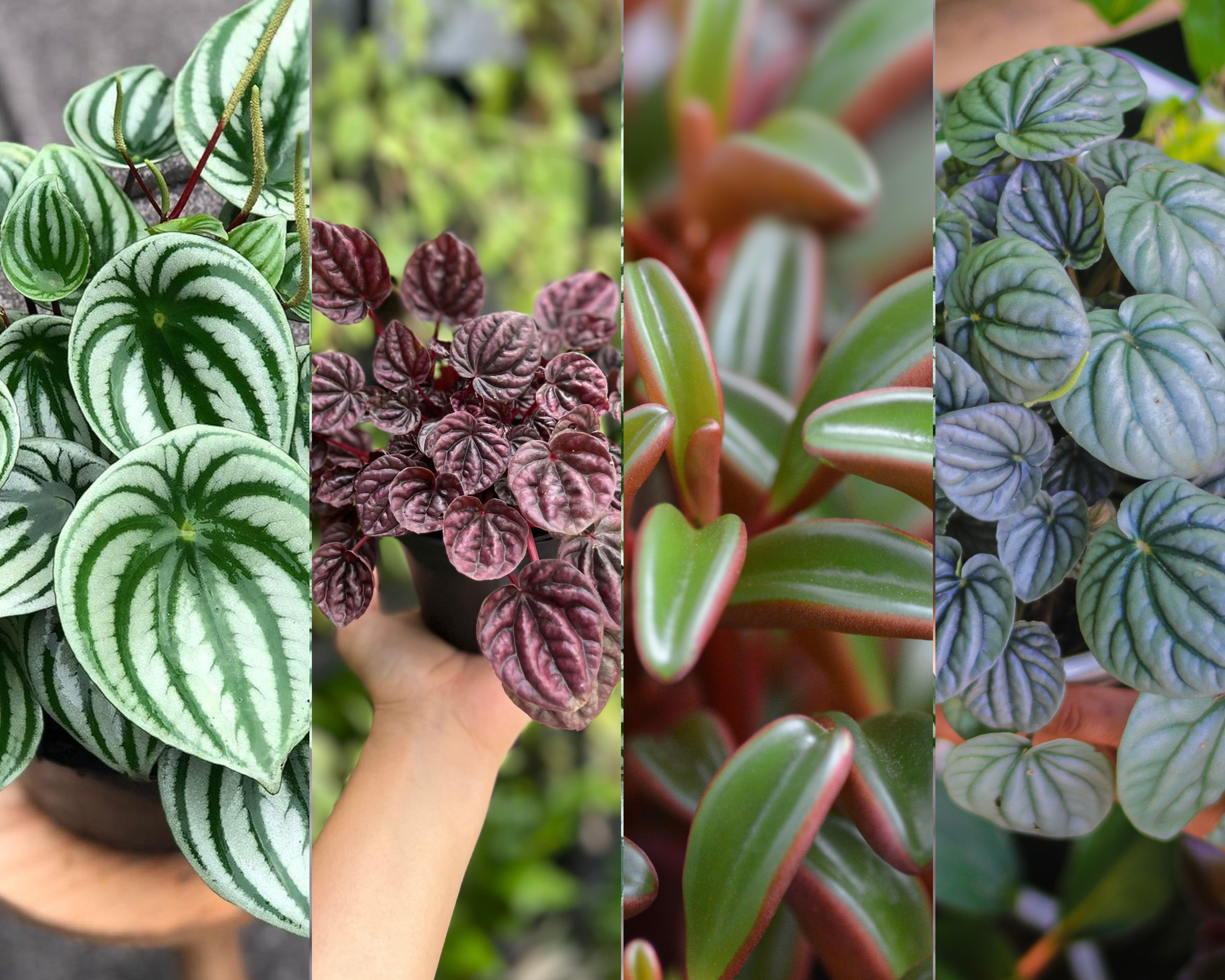 The Best Peperomia Plants to Grow in Your Home