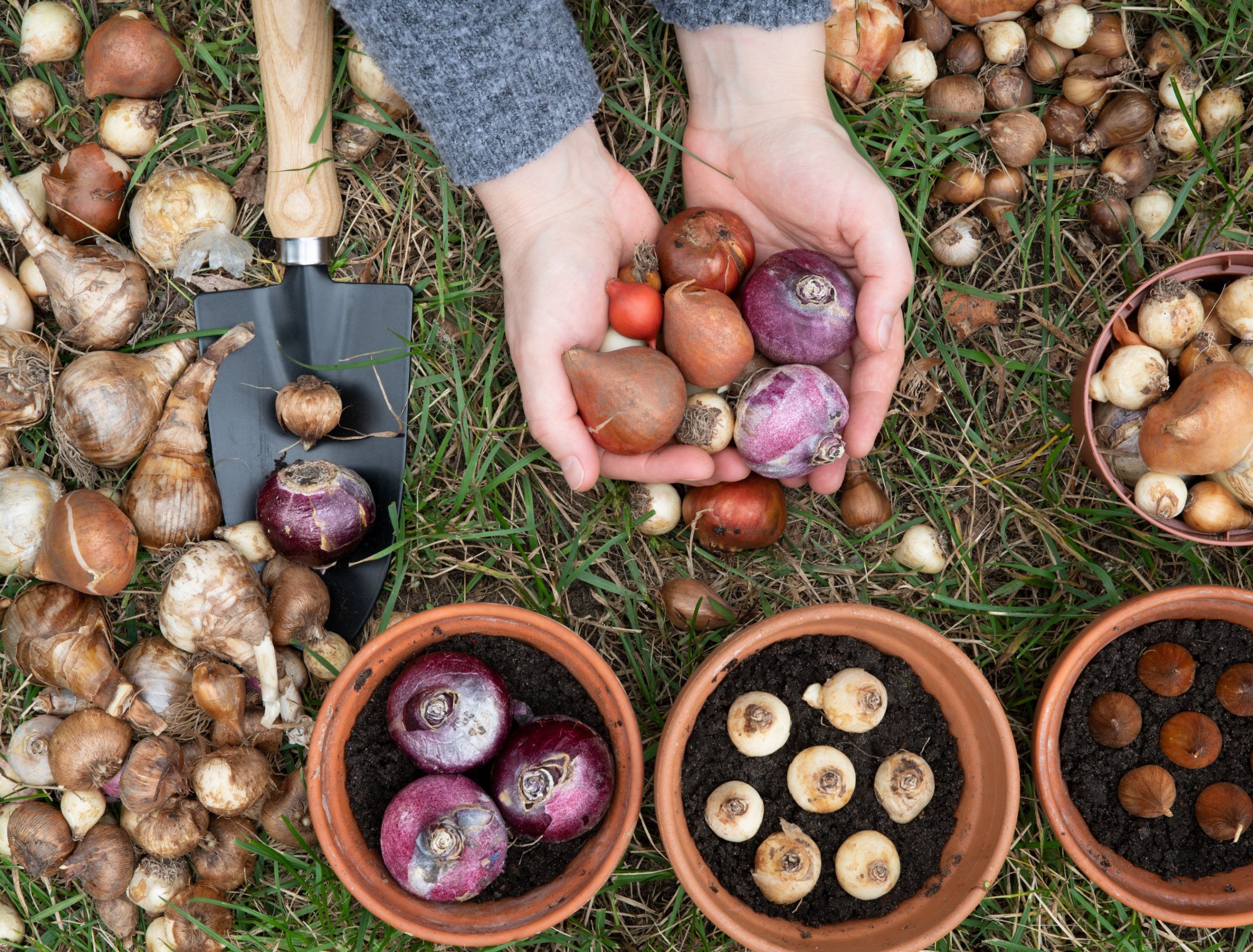 Top 6 Indoor Bulbs for Your Container Garden