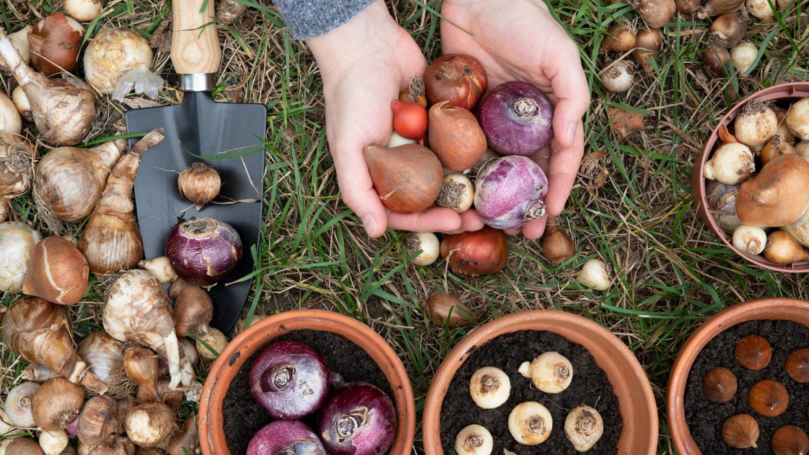 Top 6 Indoor Bulbs for Your Container Garden