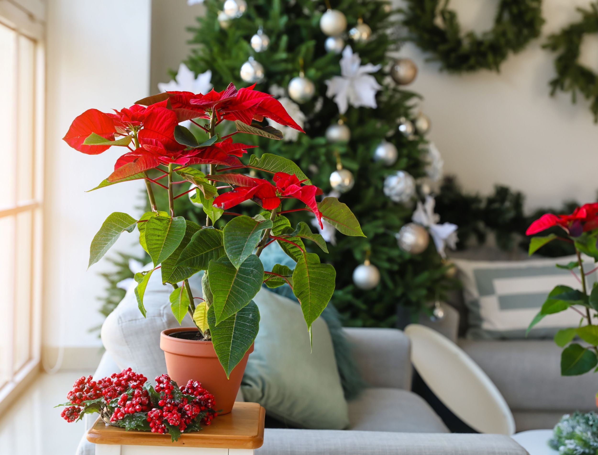 Get Festive With Christmas Flowers and Plants, image size:2500x1900