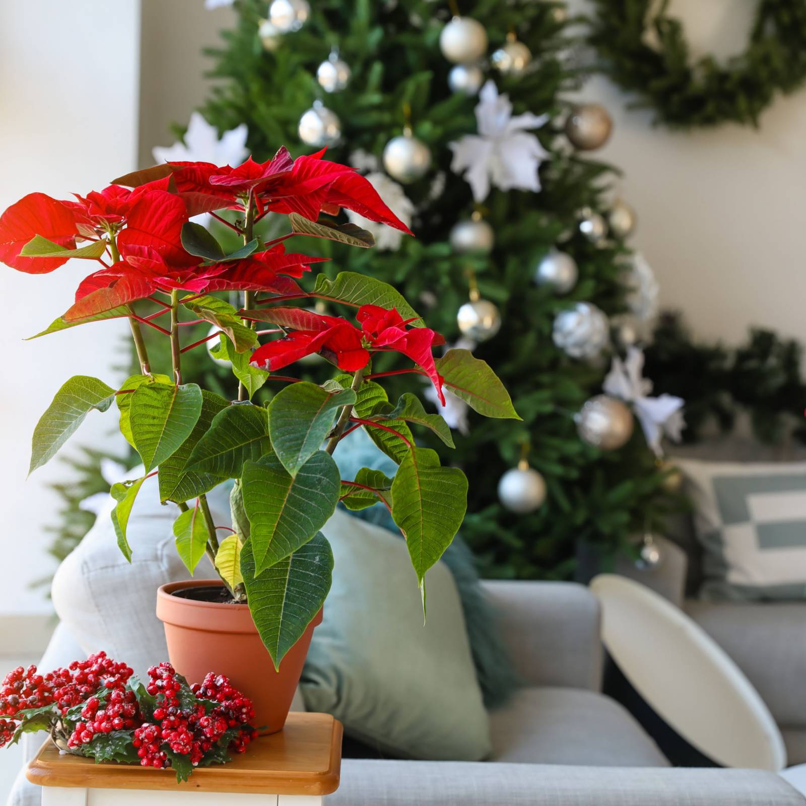 Get Festive With Christmas Flowers and Plants