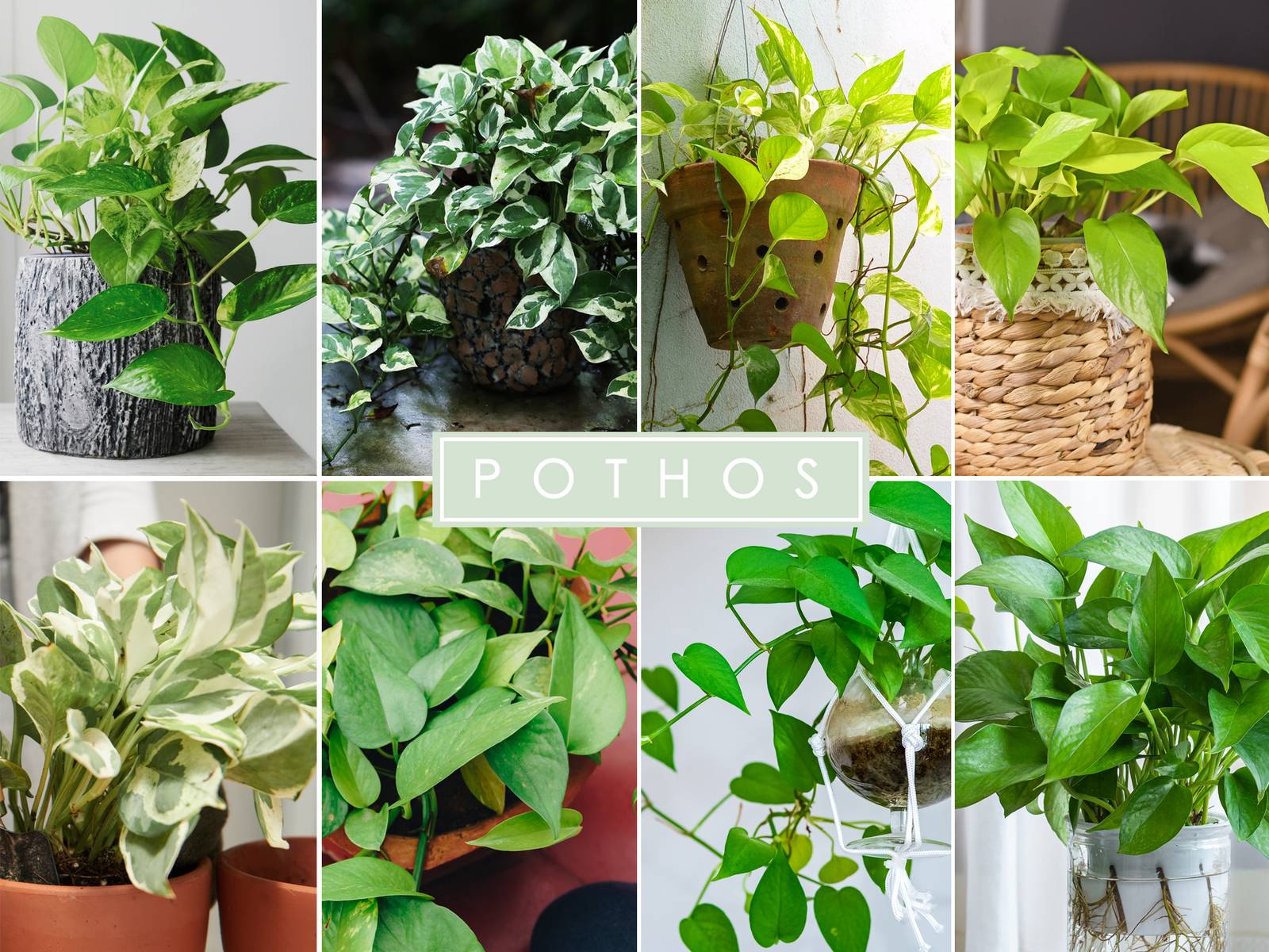 6 Popular Types of Pothos: Care Guide