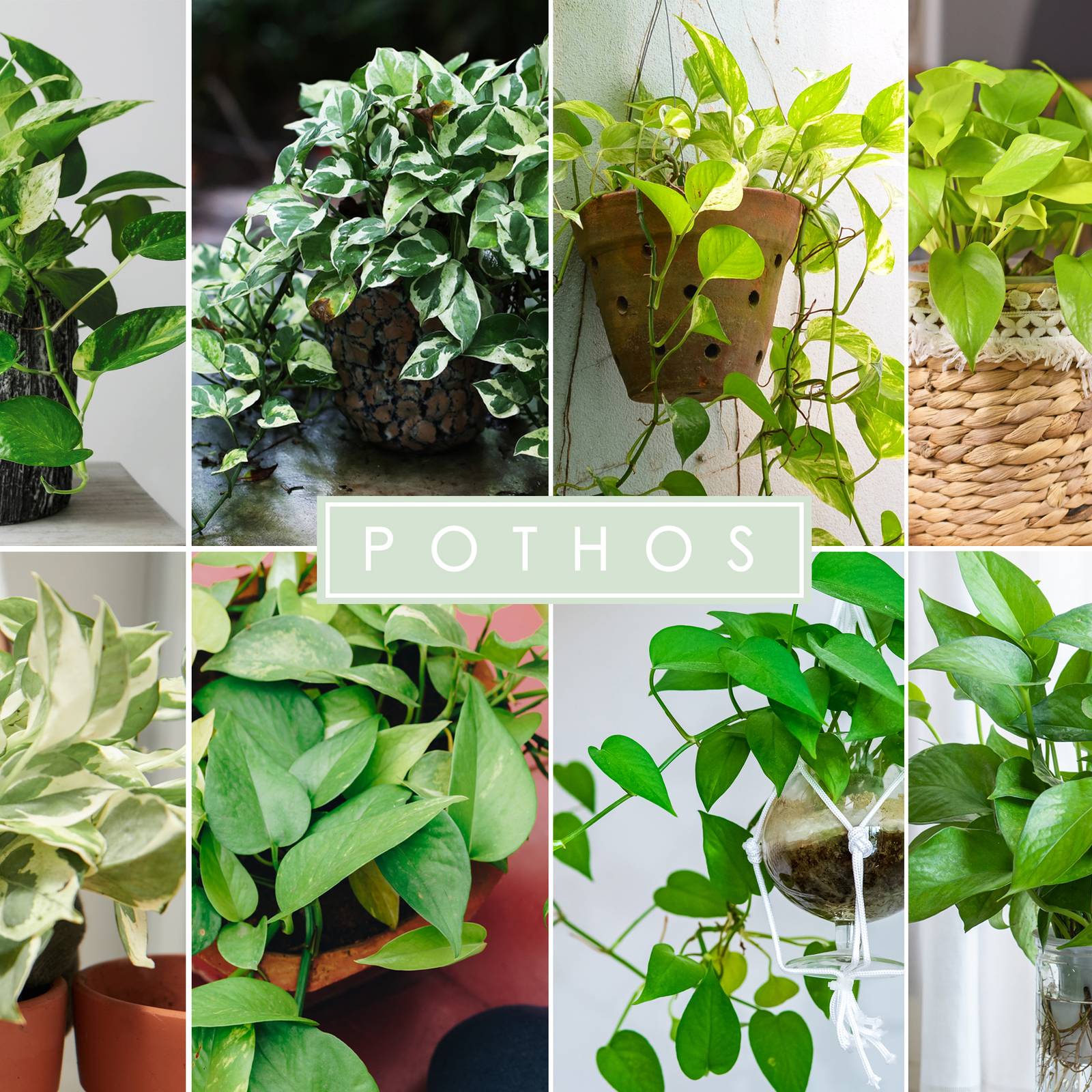 6 Popular Types of Pothos: Care Guide