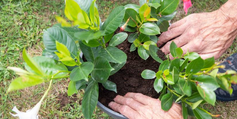 money tree pawn Pachira aquatica 'Money Tree'  Snakeroot Botanicals