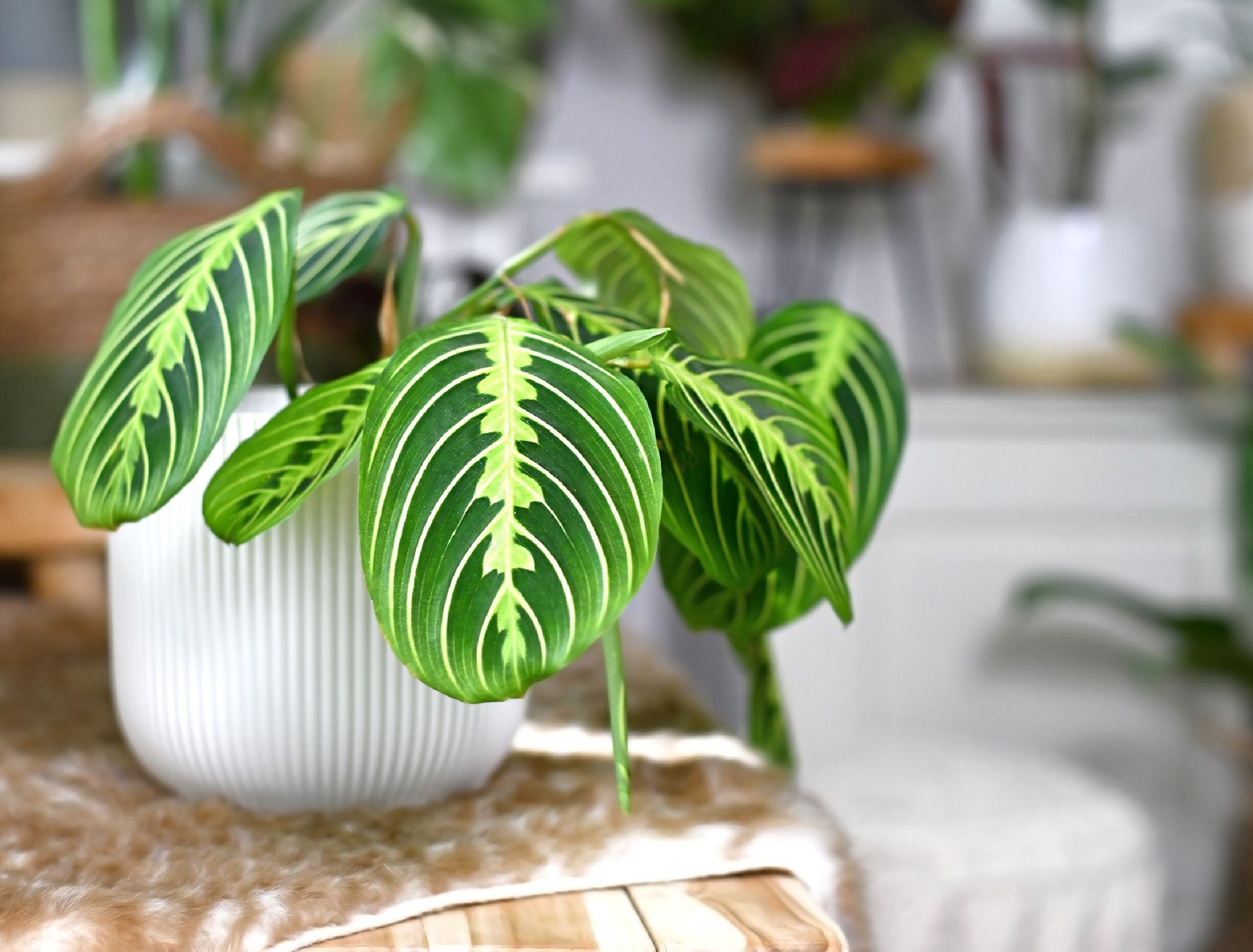 Add Prayer Plants To Your Houseplant Collection