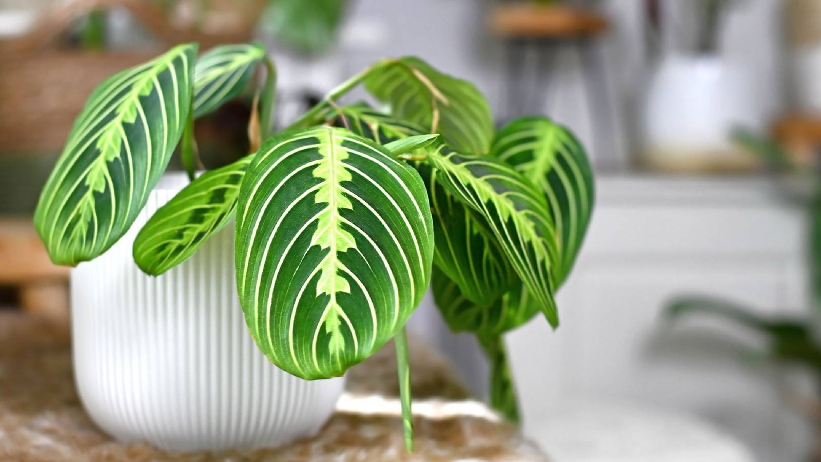 Add Prayer Plants To Your Houseplant Collection