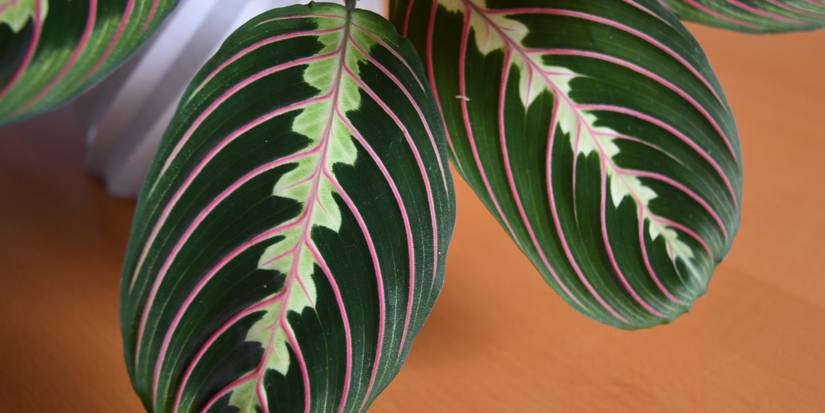 white star calathea 4