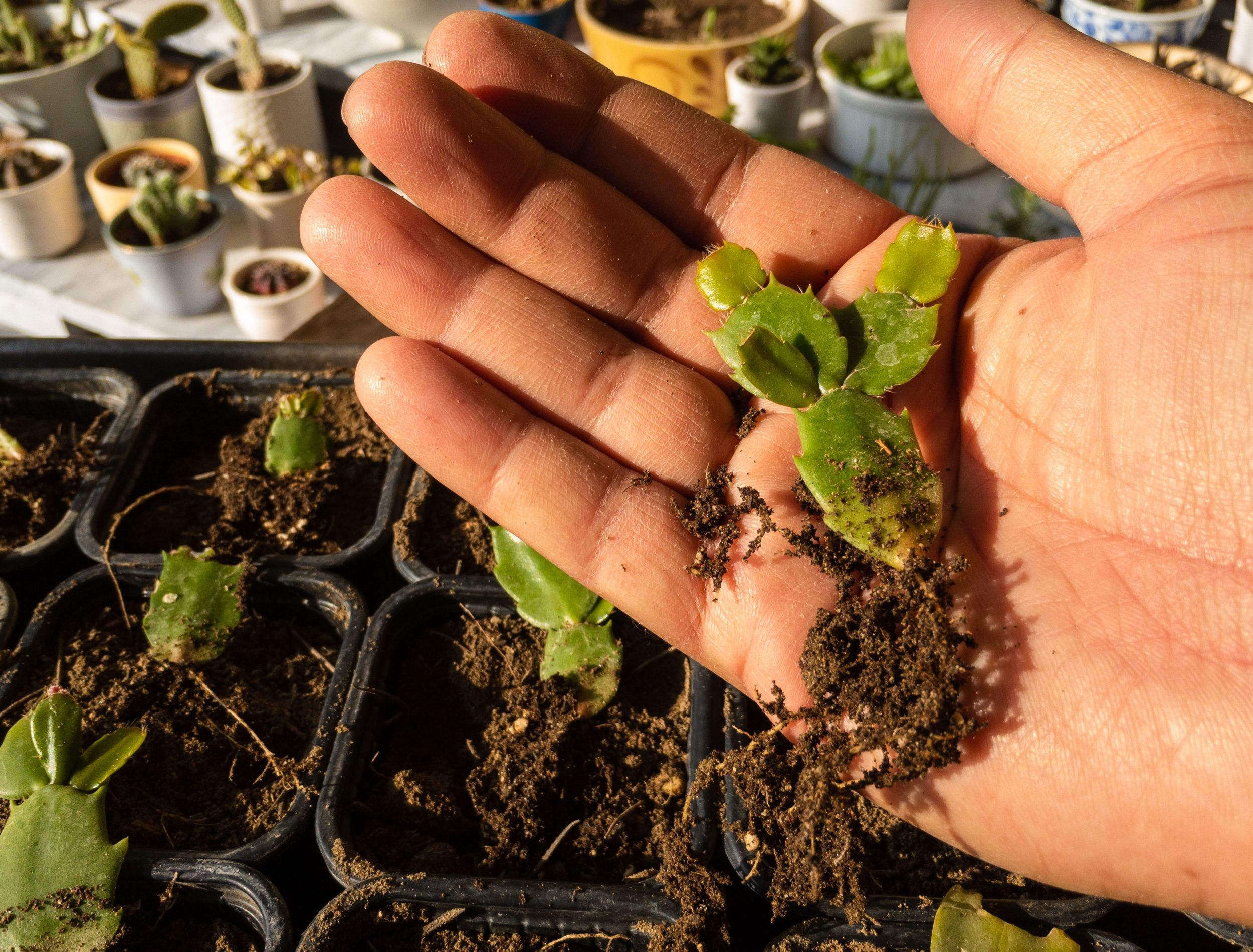Christmas Cactus Propagation in Two Methods