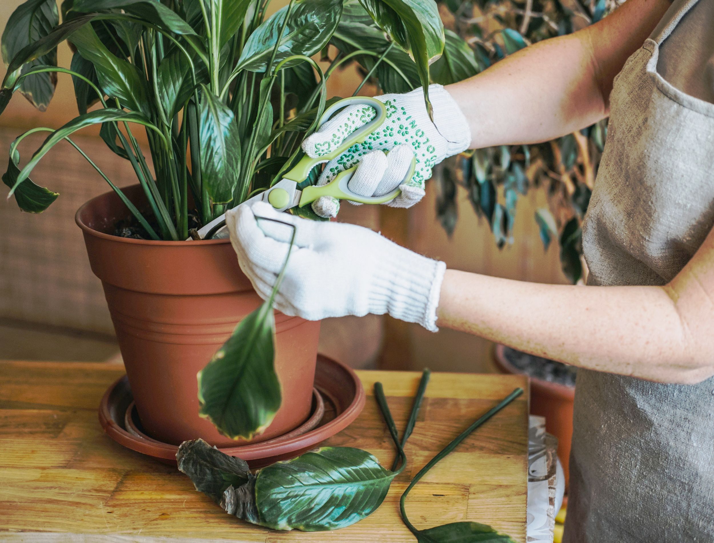 How to Properly Prune Your Peace Lily Plant