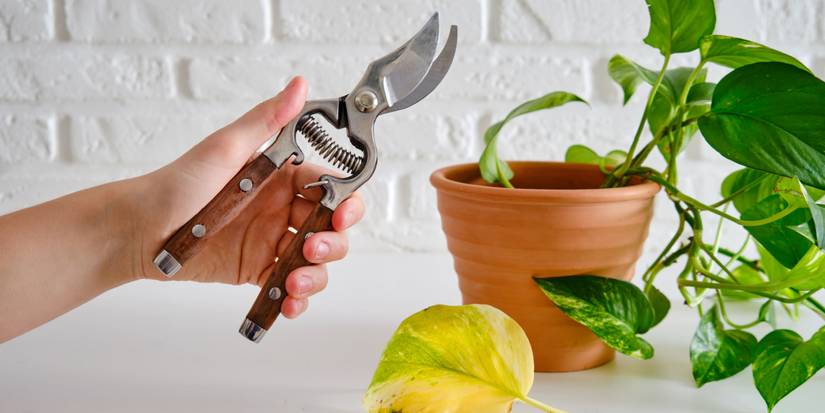 How To Prune a Prayer Plant In 4 Quick Steps