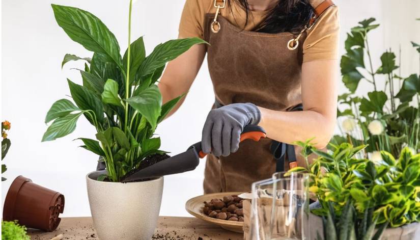 How to Properly Prune Your Peace Lily Plant
