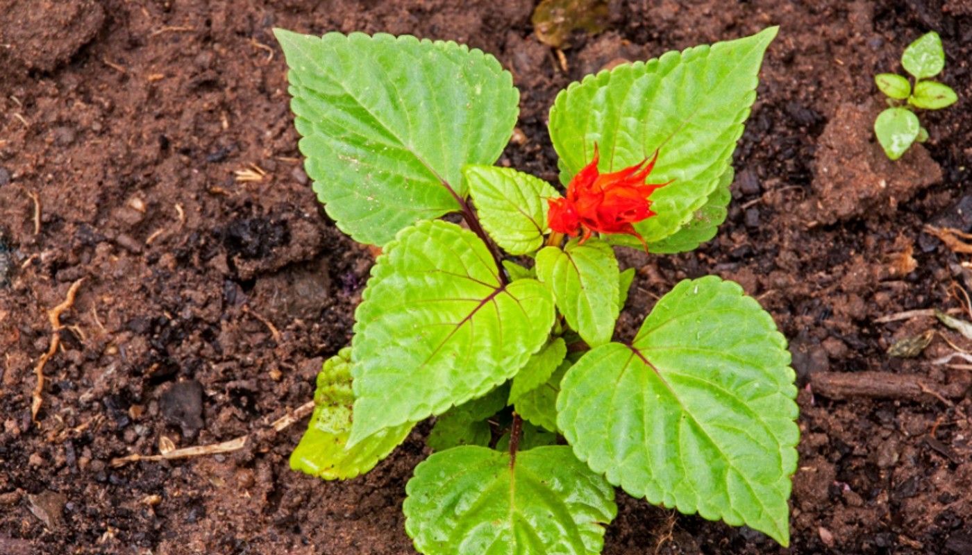 The Most Common Types of Garden Soil