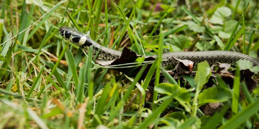 Agent Snake Why Snakes Are Vital for a Healthy Ecosystem