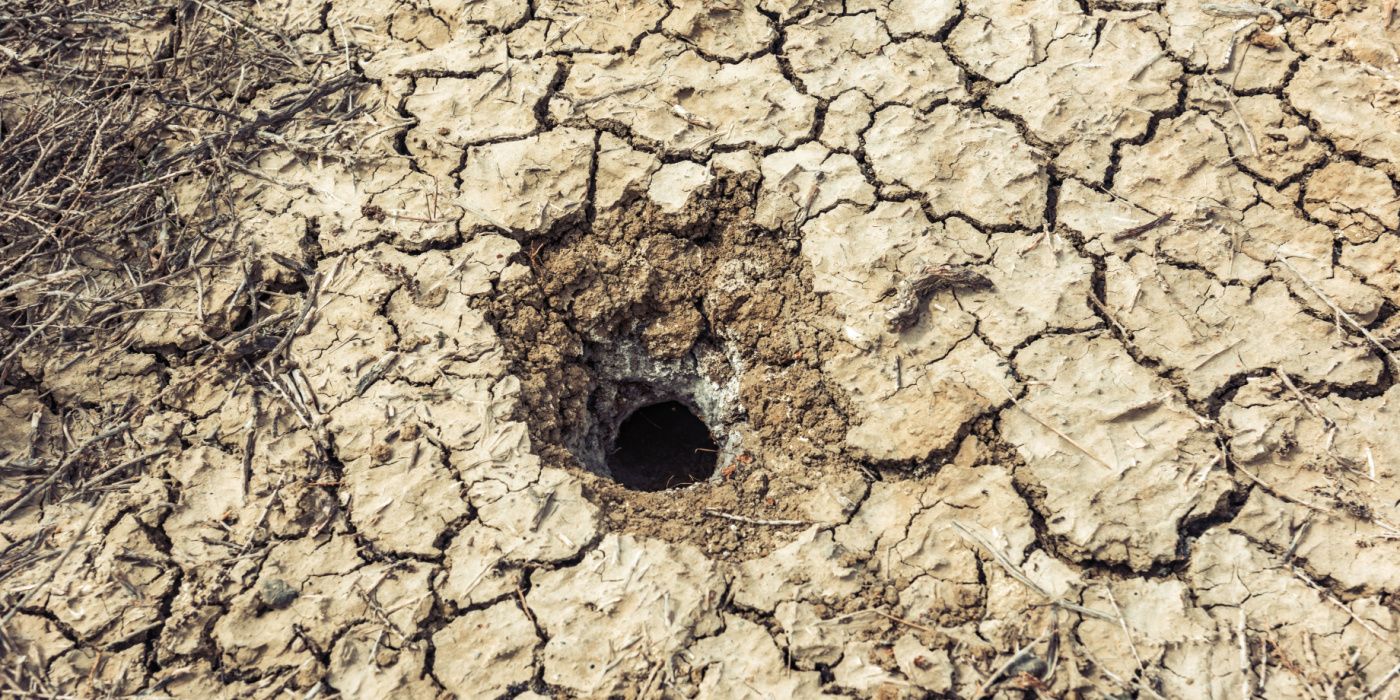 How to Identify and Repel Pests Digging Holes in Your Garden