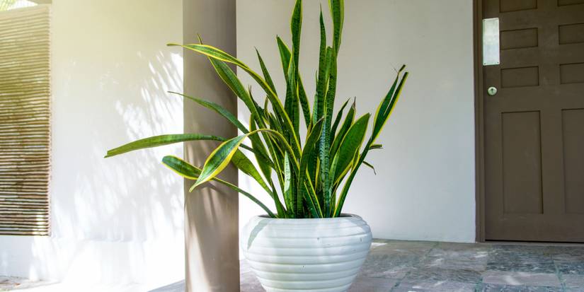 strelitzia nicolai indoor plant Strelitzia nicolai – White Bird of Paradise main image 1