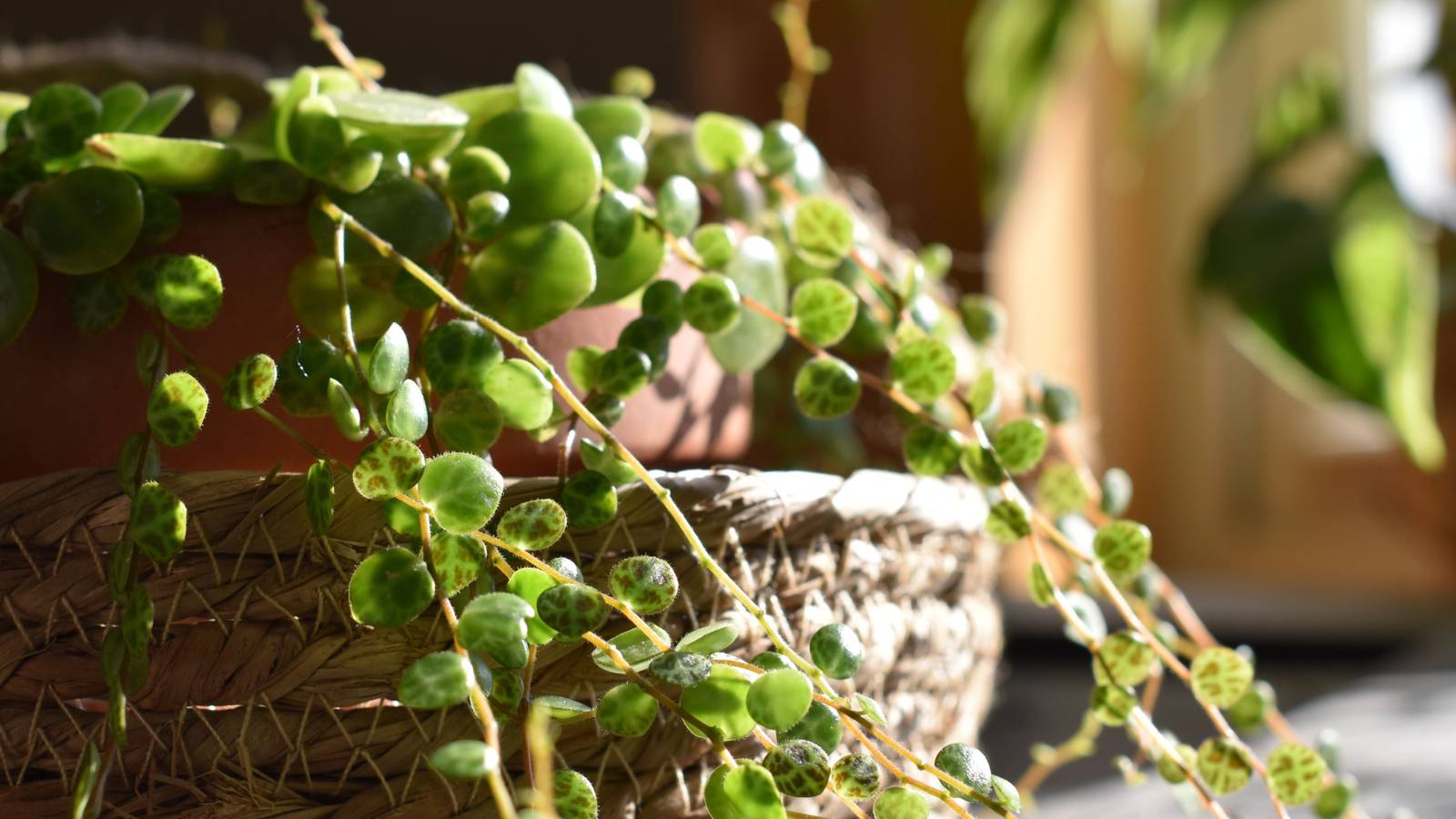 Round-Leaf Houseplants: 9 Options To Add To Your Indoor Garden