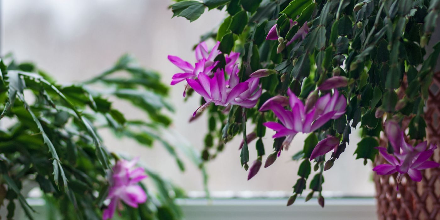 Thanksgiving Cactus: A Gift That Blooms With Gratitude