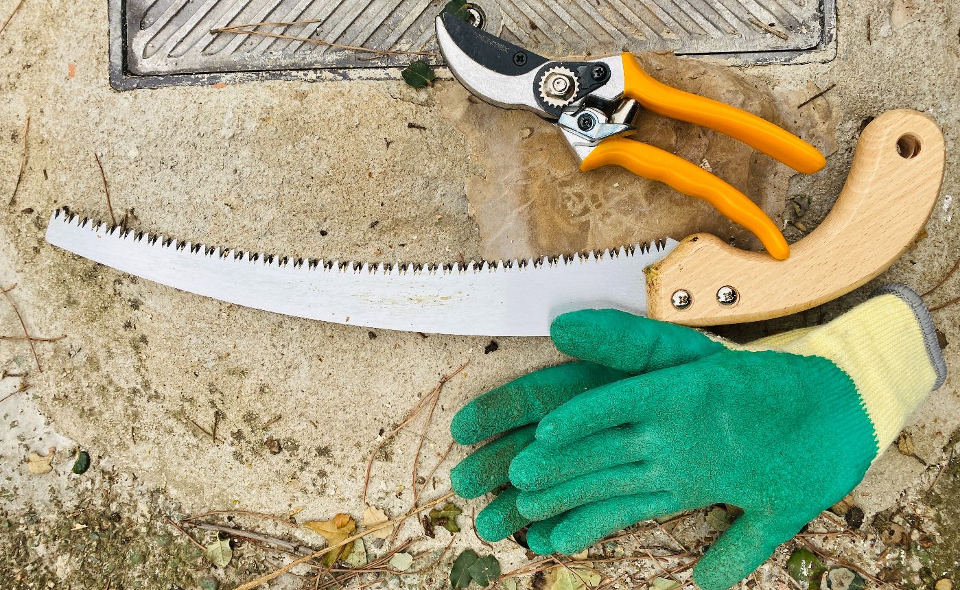 Pruning Your Lemon Tree 101