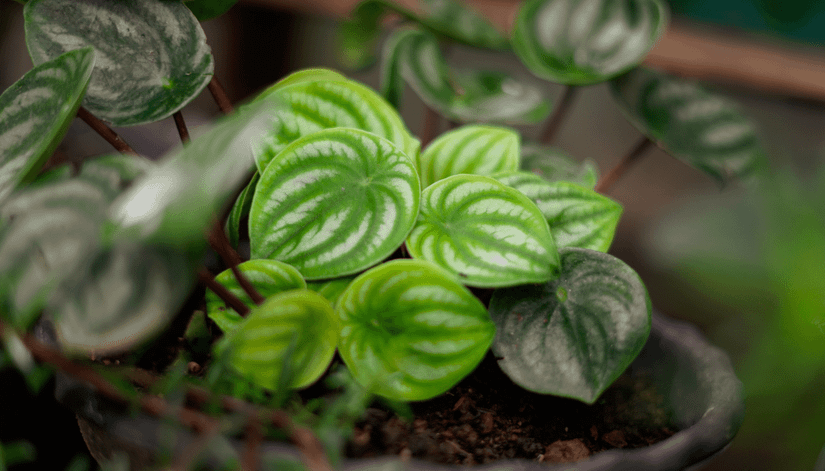 large chinese money plant Chinese Money Plant For Sale – Logee's Plants main image 0