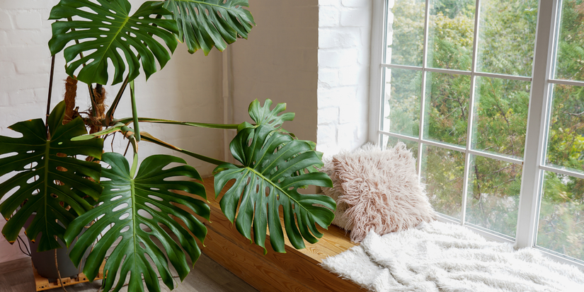 Lifelong Greenery: 6 Plants That Live the Longest and Their Growing Tips