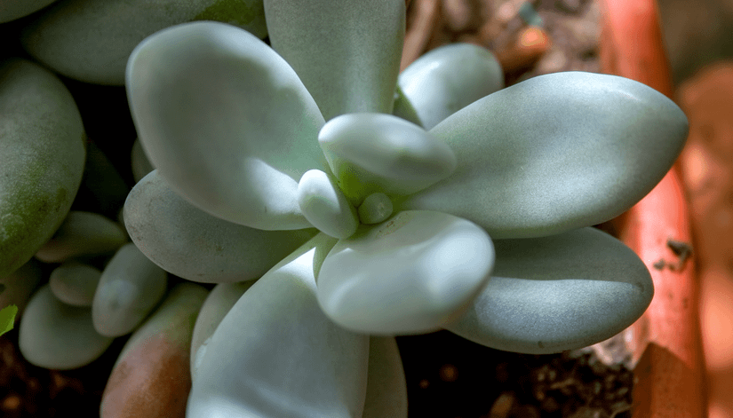 Round-Leaf Houseplants: 9 Options To Add To Your Indoor Garden