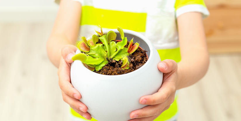 indoor house plants for sale Specialty Indoor Plants