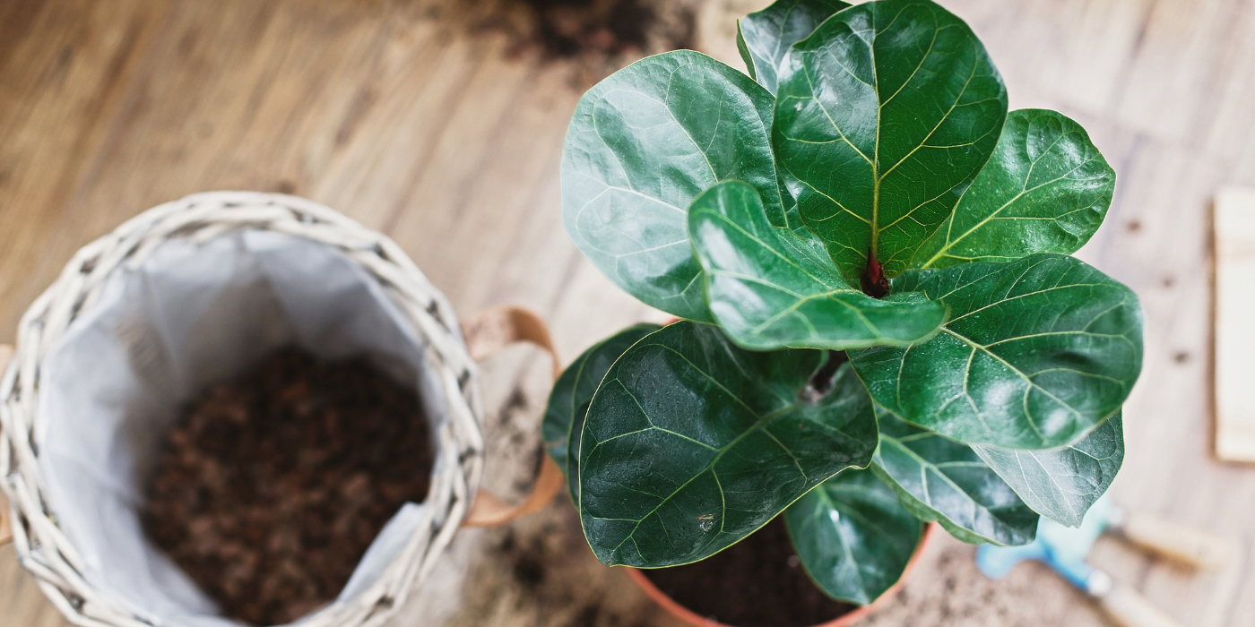 jade tree plant for sale Jade Plant Desert