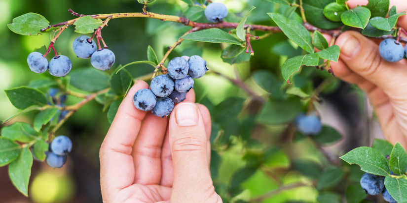 Picking blueberries from a bush