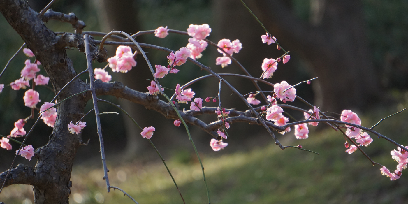 Top Luck Trees to Boost Your Home’s Energy and Prosperity