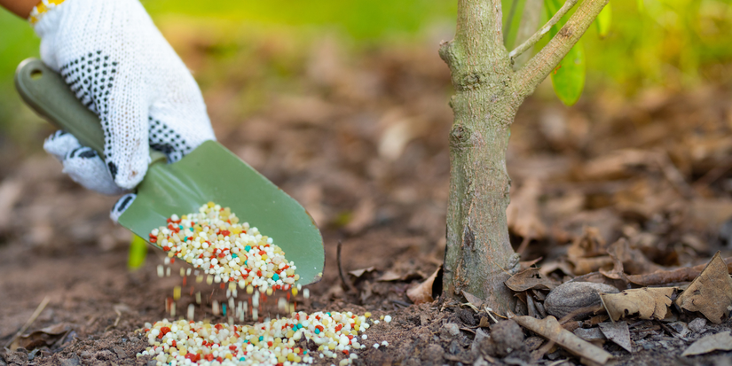 Discover the Correct Fertilizer for Fiddle Leaf Figs