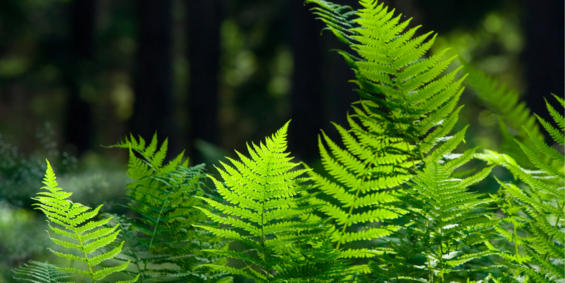 Companion Plants For Your Japanese Maple