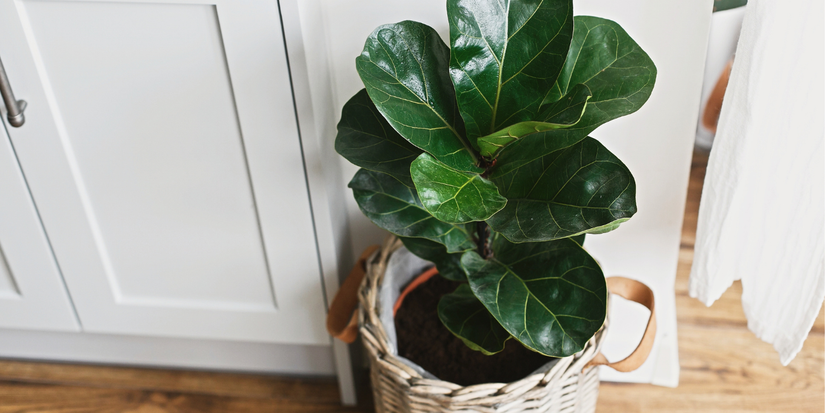 large money tree plant for sale Money Tree Plant - 5 Inch Pot