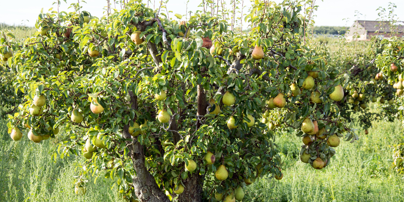 Winter Wonders: Growing Cold-Hardy Fruits in the Chill