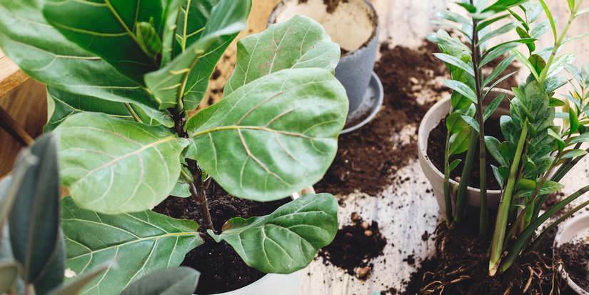 Discover the Correct Fertilizer for Fiddle Leaf Figs