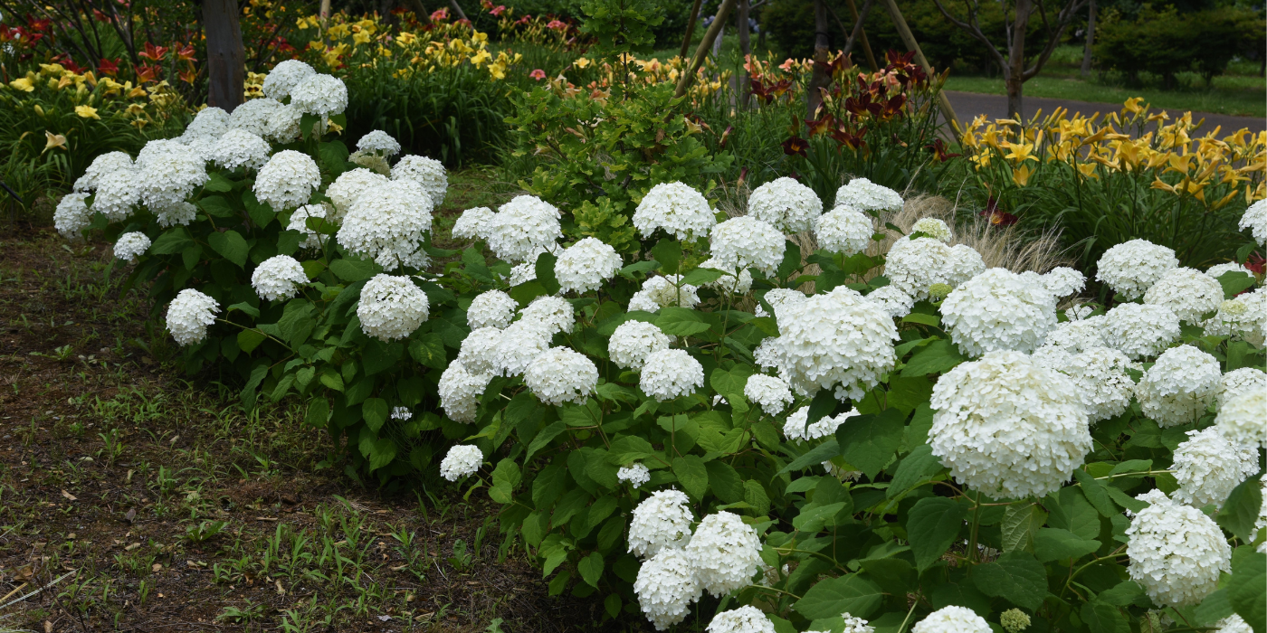 Try White Hydrangea Bushes For Your Yard