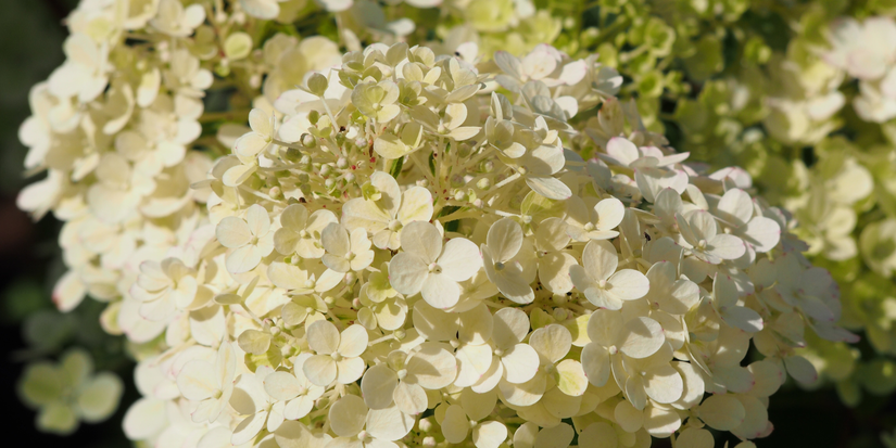 Try White Hydrangea Bushes For Your Yard