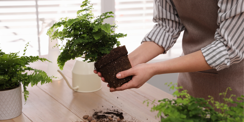 Pollen Free Houseplants: 8 Allergy Friendly Plants for Indoor Gardening