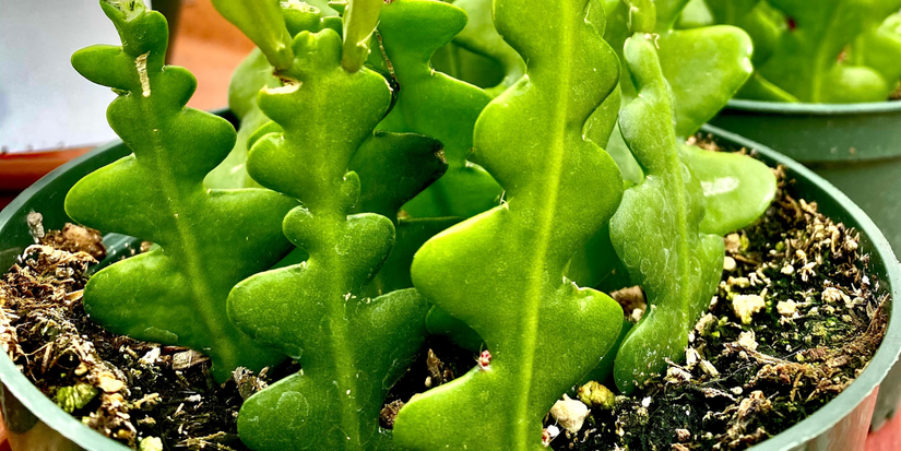 A Guide on How To Propagate Fishbone Cactus Plants