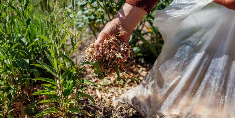 Ultimate Bog Garden Design: Nurturing Bog Plants and Attracting Wildlife