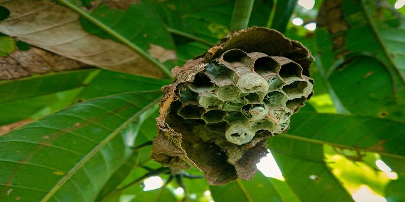 How to Get Rid of Hornets Safely and Keep Them Out for Good