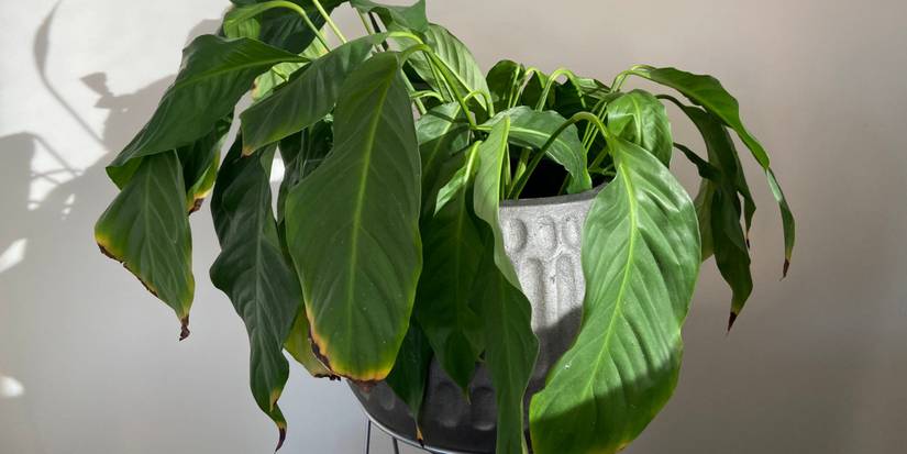 golden pothos Buy Golden Pothos Plant Online in the USA 4-in / Nursery Planter