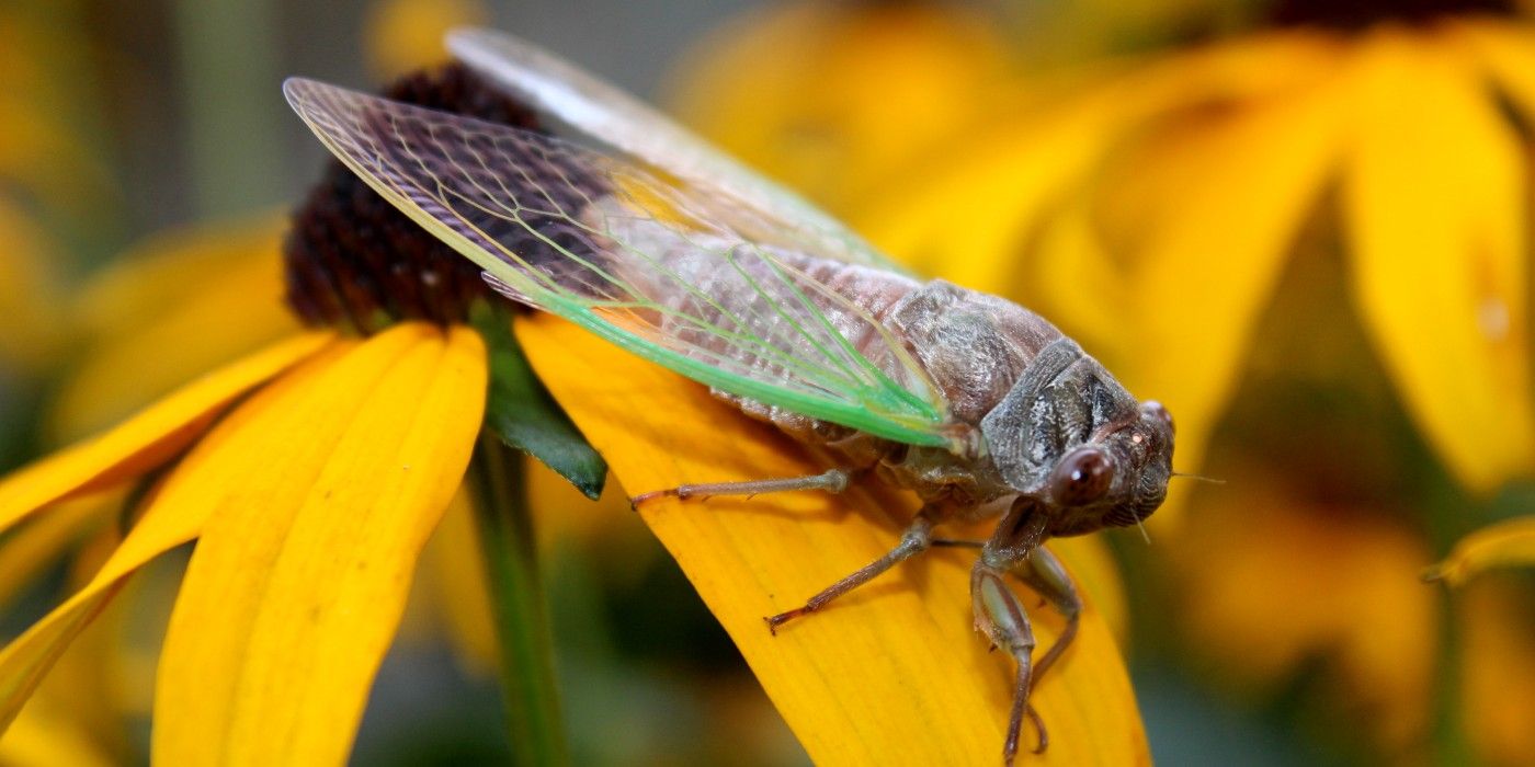 They're Back! What You Need to Know About Cicada Season