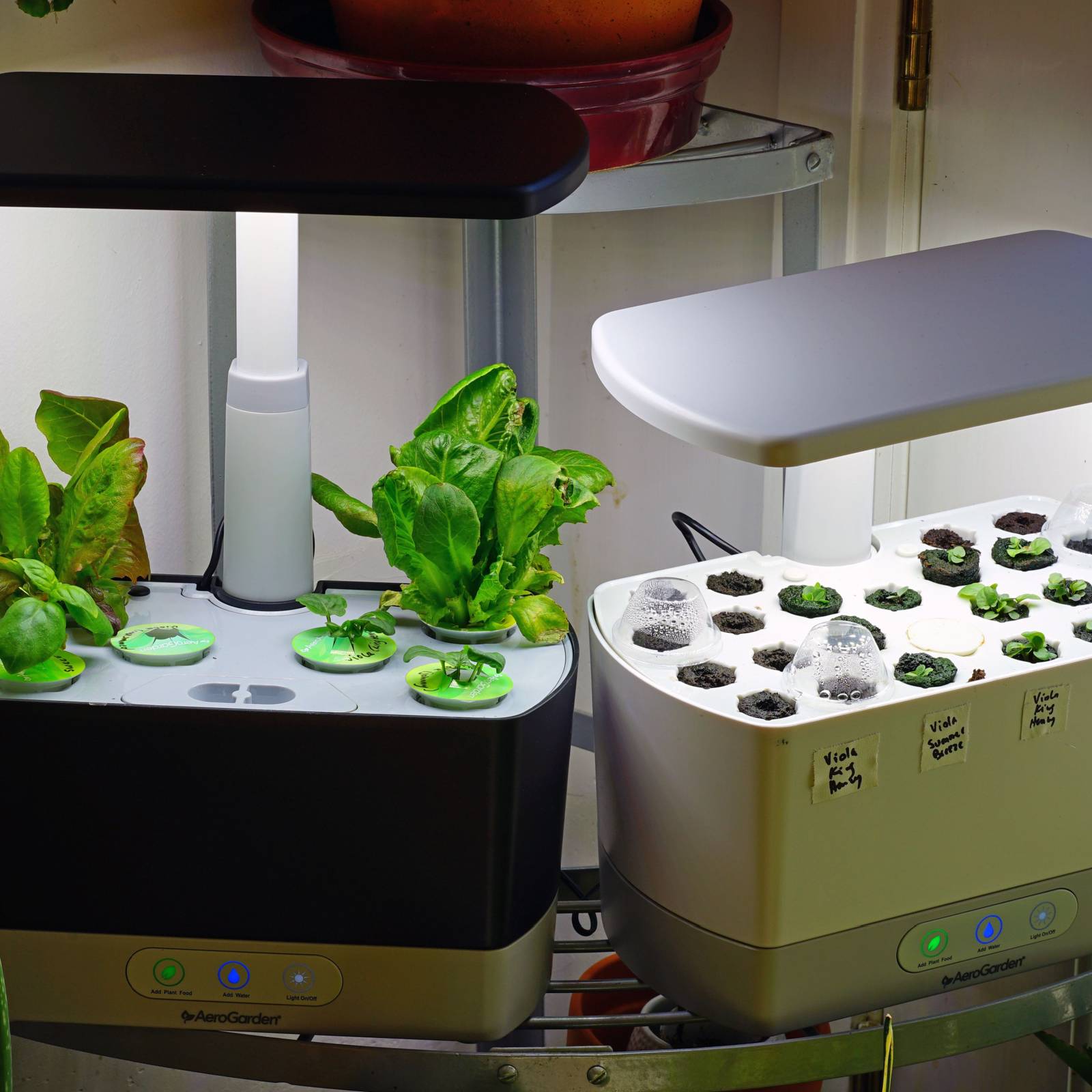 Plant These 4 Plants in Your AeroGarden