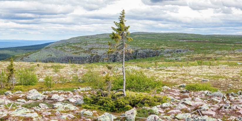 Ancient Giants: Exploring the Oldest Trees on Earth