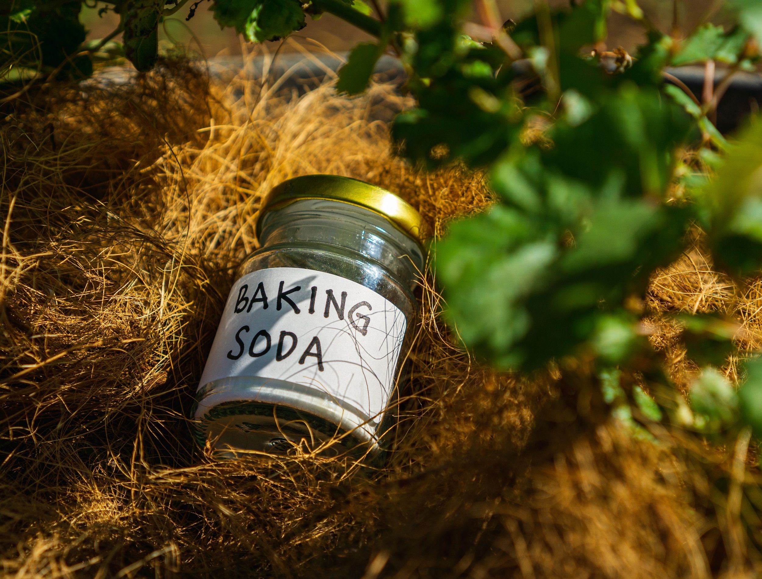 Baking Soda  Your Garden's Secret Superpower Against Pests