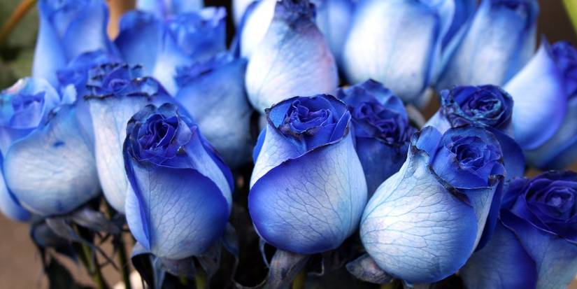 Five Roses Blue What Do The Different Colors of Roses Mean?